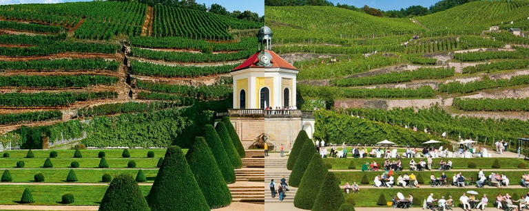 "Schloss Wackerbarth mit barockem Belvedere und Terrassenweinbergen, ausgezeichnet als 'Unique Winery of the World' von VINUM.