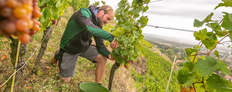 Weinbauleiter Till Neumeister bei der Arbeit im Weinberg Goldener Wagen von Schloss Wackerbarth in Radebeul. 