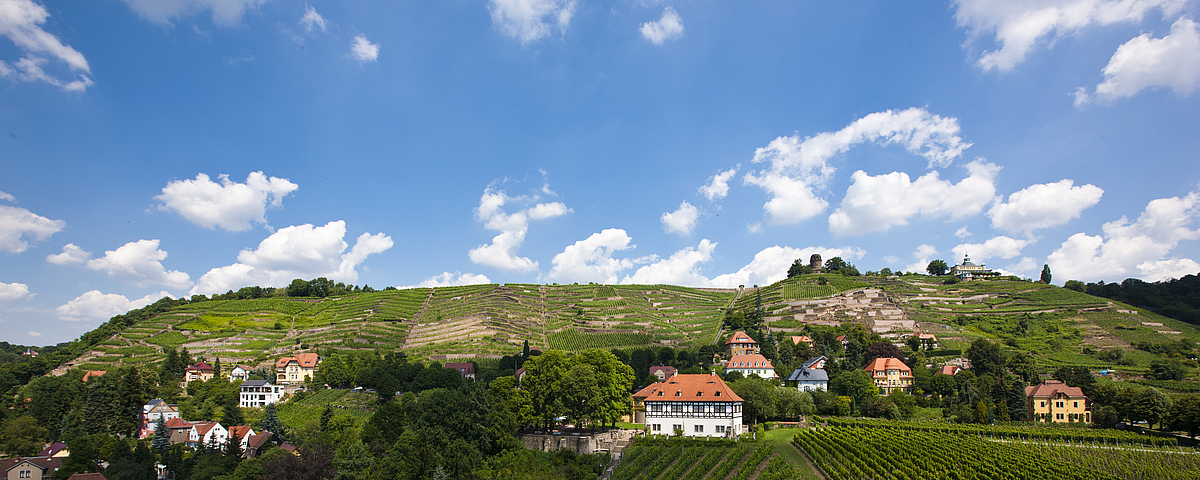 Schloss Wackerbarth Weinberg Goldener Wagen in Radebeul