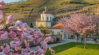 Sektfrühling Sektfrühling