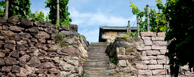 Steintreppe durch Weinberge der Sächsischen Weinstraße, Symbol für den Erhalt der historischen Weinkulturlandschaft durch Trockenmauern 