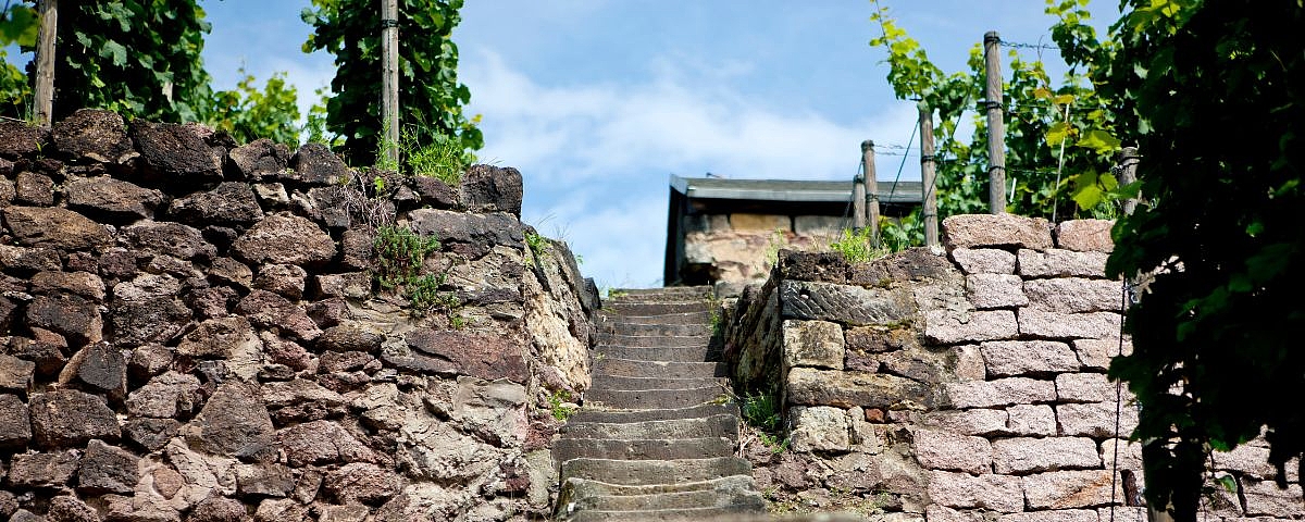 Sachsenprobe auf Schloss Wackerbarth Historische Trockenmauern und Treppen in den Weinbergen von Schloss Wackerbarth an der Sächsischen Weinstraße, die den kulturellen Wert der Region hervorheben