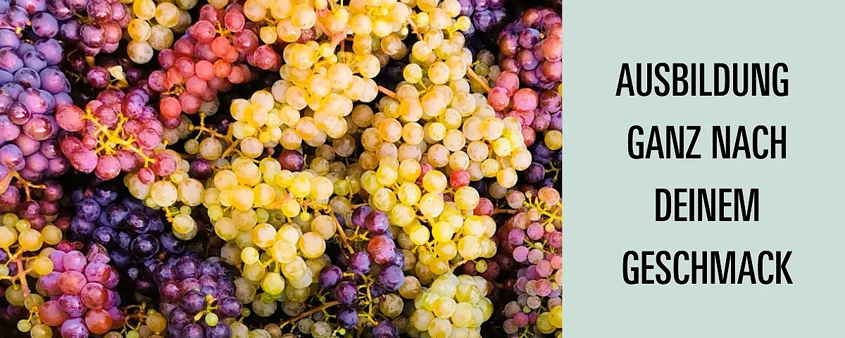 Ausbildung ganz nach deinem Geschmack Ein Bild voller reifer Trauben in verschiedenen Farben und daneben der Text: Ausbildung auf Schloss Wackerbarth. Ganz nach deinem Geschmack