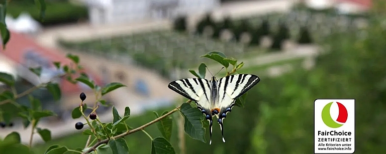 Nachhaltigkeit in den Weinbergen von Schloss Wackerbarth auf der Sächsischen Weinstraße, dargestellt durch einen Schmetterling und das FairChoice-Zertifikat.