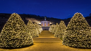 Wein & Licht Wein & Licht