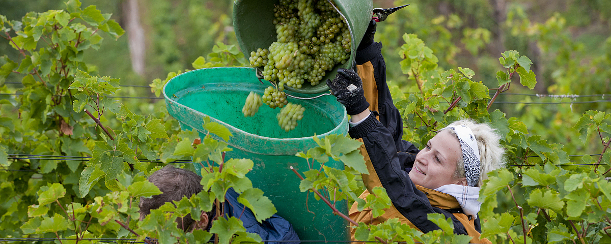 Winzerin bei der Weinlese auf Schloss Wackerbarth Zwei Personen bei der Weinlese kippen grüne Trauben in einen Sammelbehälter mitten im Weinberg.
