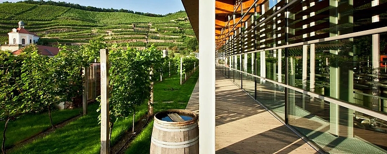Moderne Glasfassade der Manufaktur mit Blick auf die Reben auf der Seite sowie den Wackerbarth vorne und das Belvedere von Schloss Wackerbarth bei Sonnenschein.